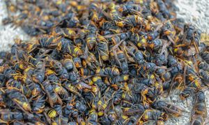 Wyłapie wszystkie szerszenie. Powieś przed domem