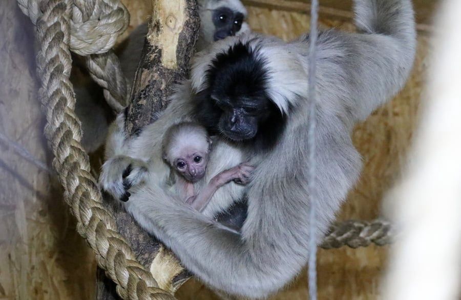 Gibbon czapnik przyszedł na świat w płockim zoo. To gatunek poważnie zagrożony wyginięciem