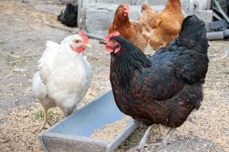 Polskie sukcesy eksportowe. "PB": Hitem są kurczaki i silniki odrzutowe