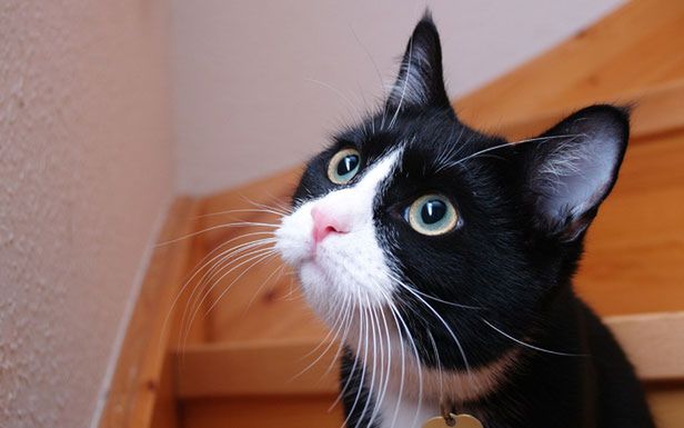 Co mówi o Tobie kot? (Fot. Flickr/Dr. Hemmert/Lic. CC by-nd)