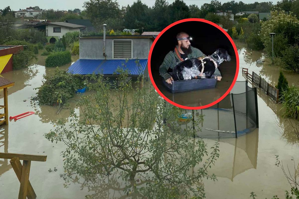 "Zostawił go na łańcuchu". Wiadomo, co z porzuconym Oreo