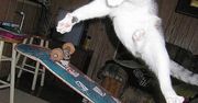 Tony Hawk z nowym akcesorium, to już prawie pewne