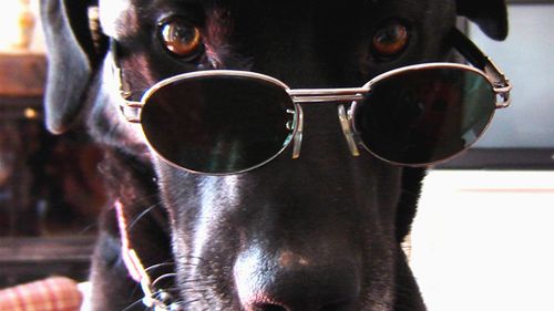 W jaki sposób dobrać okulary do kształtu twarzy? 1