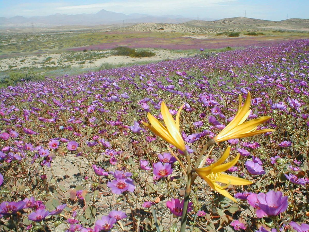 Niespodzianki kryjące się na pustkowiu: Kwitnąca pustynia w Chile