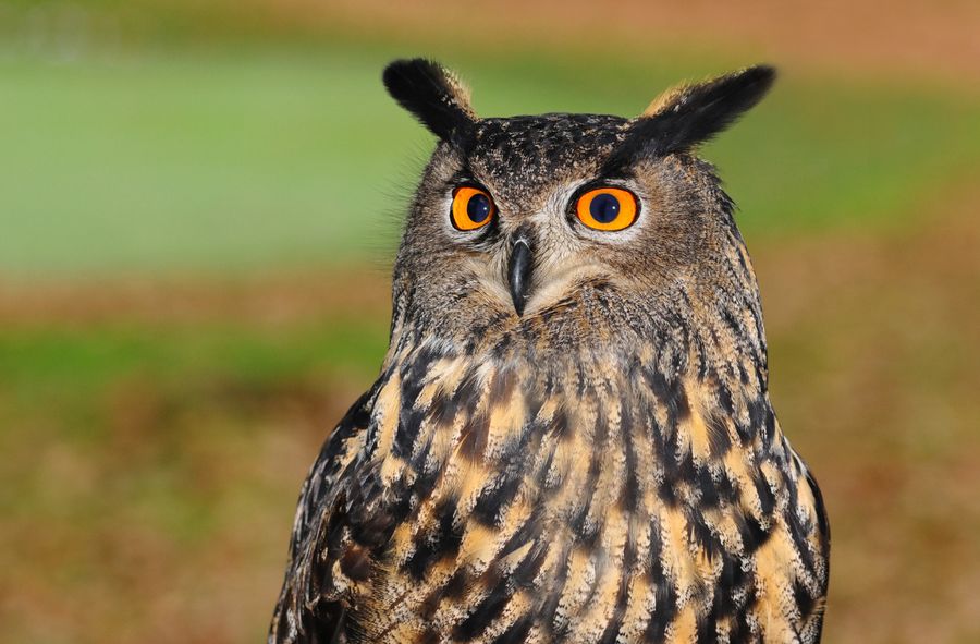 Owls don't fare well with excessive urbanization