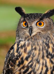 Owls don't fare well with excessive urbanization. The reason for the decline in the number of these birds