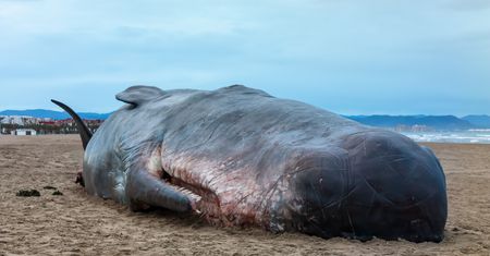 Czarna seria na plażach. Biolodzy zaniepokojeni widokiem