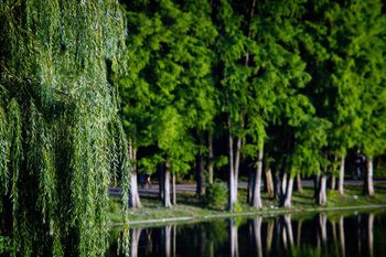Bielsko-Biała: Park Słowackiego przejdzie zieloną metamorfozę. Jednak najpierw rośliny były usuwane, a teraz będą nasadzane