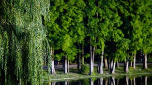 Bielsko-Biała: Park Słowackiego przejdzie zieloną metamorfozę. Jednak najpierw rośliny były usuwane, a teraz będą nasadzane