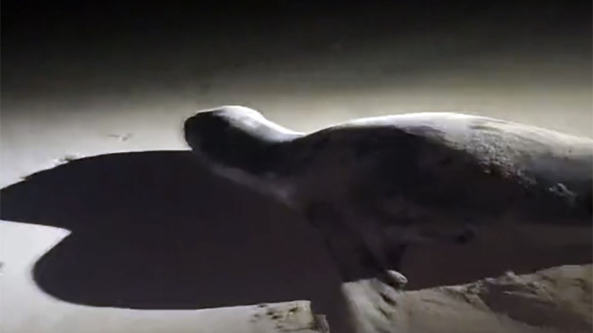 17-letni Flynn Webb spotkał na plaży lamparta morskiego