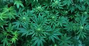 Czy marihuana rzeczywiście uśmierza ból? Nowe badania podważają jej skuteczność
