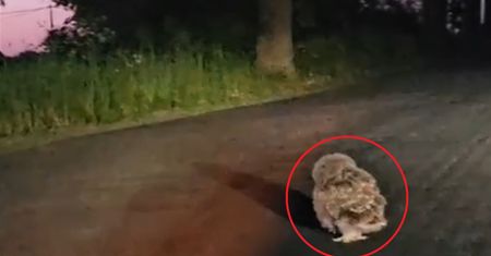 Zobaczyła młodą sowę na drodze. To, co zarobiła zaskoczyło wszystkich