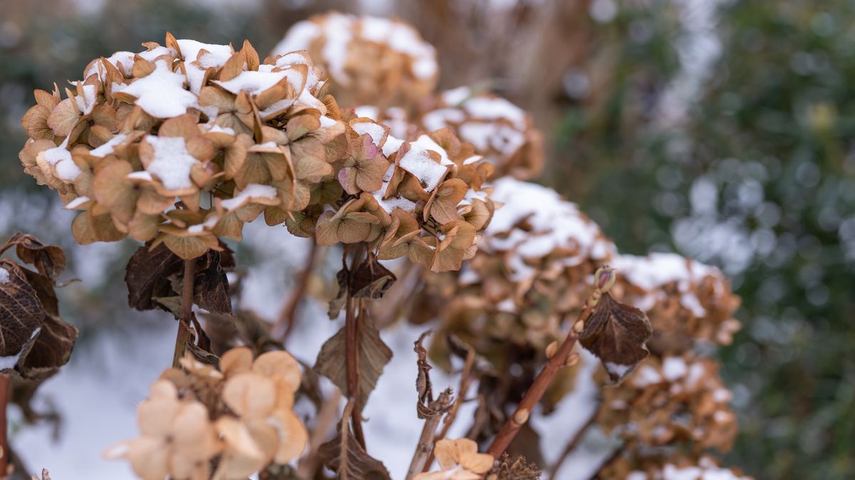 Jak zabezpieczyć hortensje na zimę? 