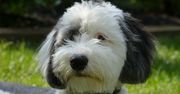 Pies, który mówi. Sheepadoodle potrafi porozumiewać się z właścicielką