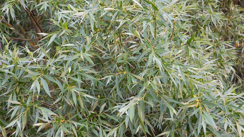 Korzenie wierzby białej mogą zniszczyć dom