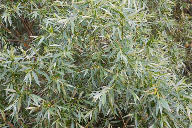 Kto posadzi przy domu, ten prosi się o kłopoty. Wielu pożałowało