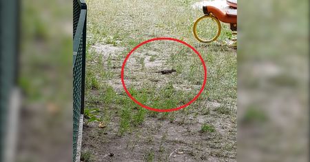 Plaga szczurów na placu zabaw. Szokujące nagranie mieszkańca Lublina