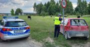 11-latek znalazł matiza w lesie. Przez 5 km uciekał przed policją