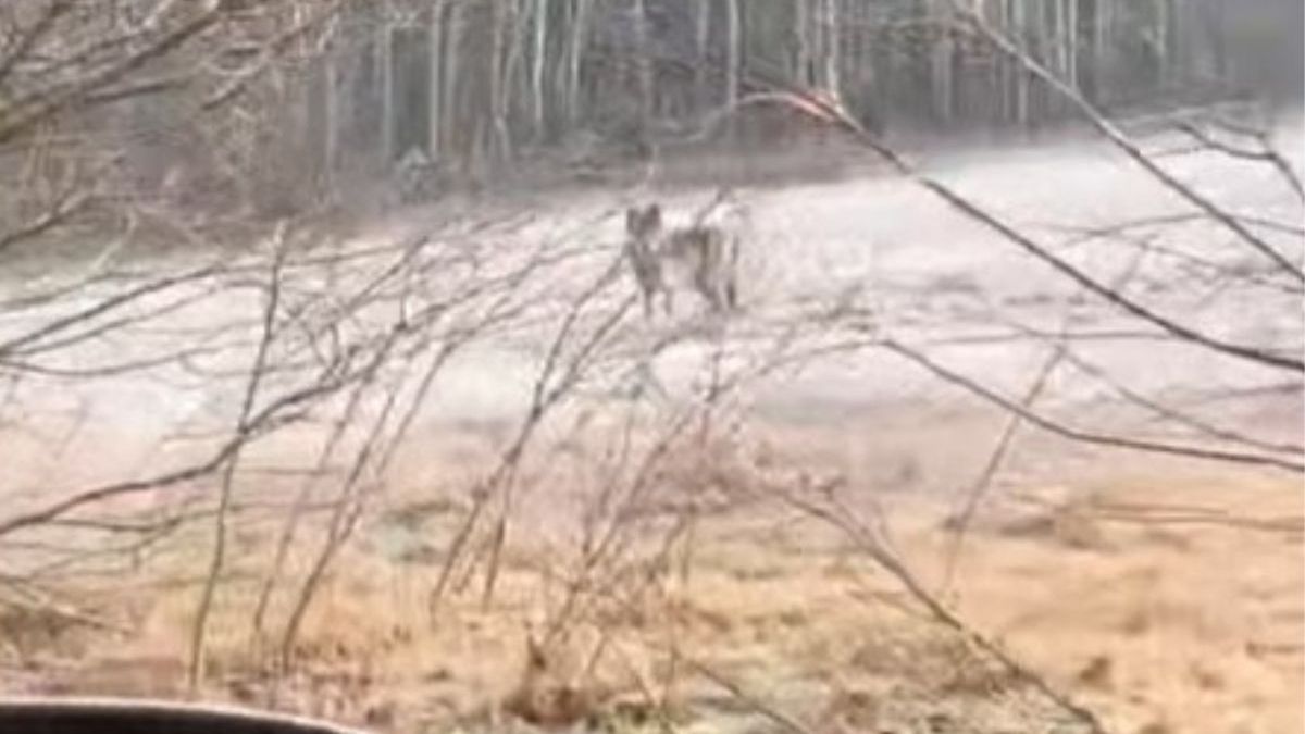 Niezwykłe spotkanie w Puszczy Noteckiej
