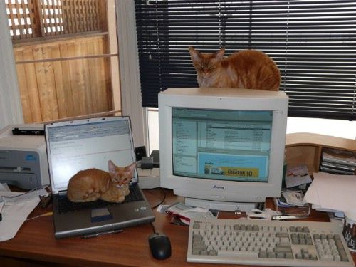 14 kotów, które tak jak my uwielbiają komputery