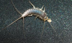 Połóż w kącie łazienki. Wyłapie rybiki co do jednego