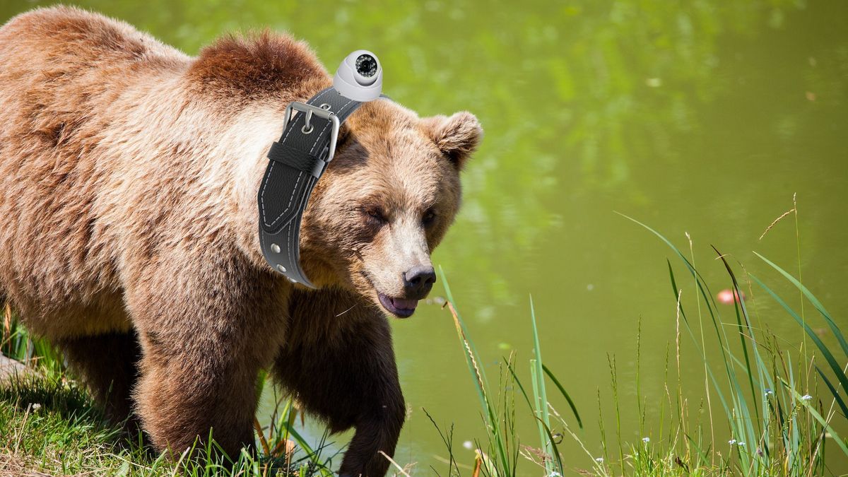 Niedźwiedź z przyczepioną do obroży kamerą wyglądałby absurdalnie.