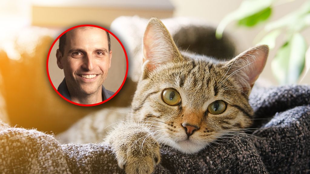 Nieleczone FIP prawie zawsze kończy się śmiercią