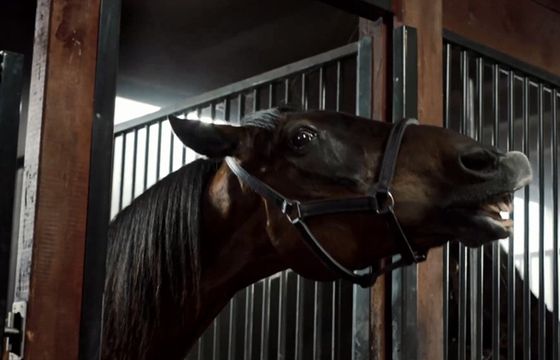 Koń w reklamie środka na erekcję Inventum Max