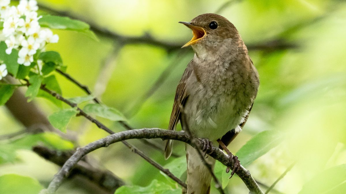 Słowik rdzawy (Luscinia megarhynchos) w krzaku czeremchy