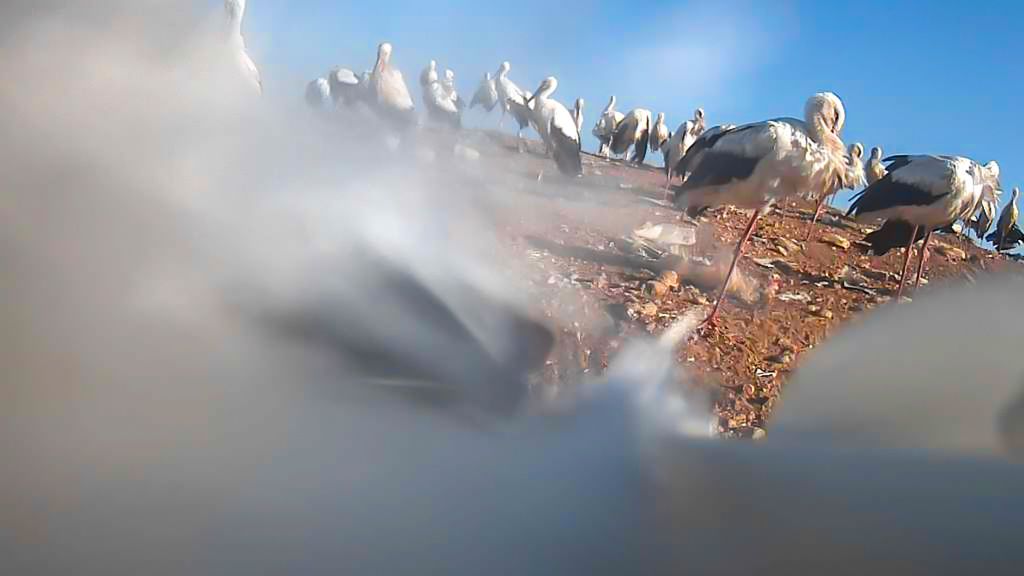 Naukowcy z UPP śledzą ruch bocianów