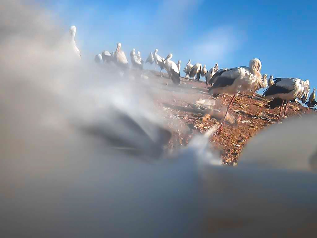 To zdjęcie "zrobił" bocian. Polski patent. "Wyprzedziliśmy Amerykanów"