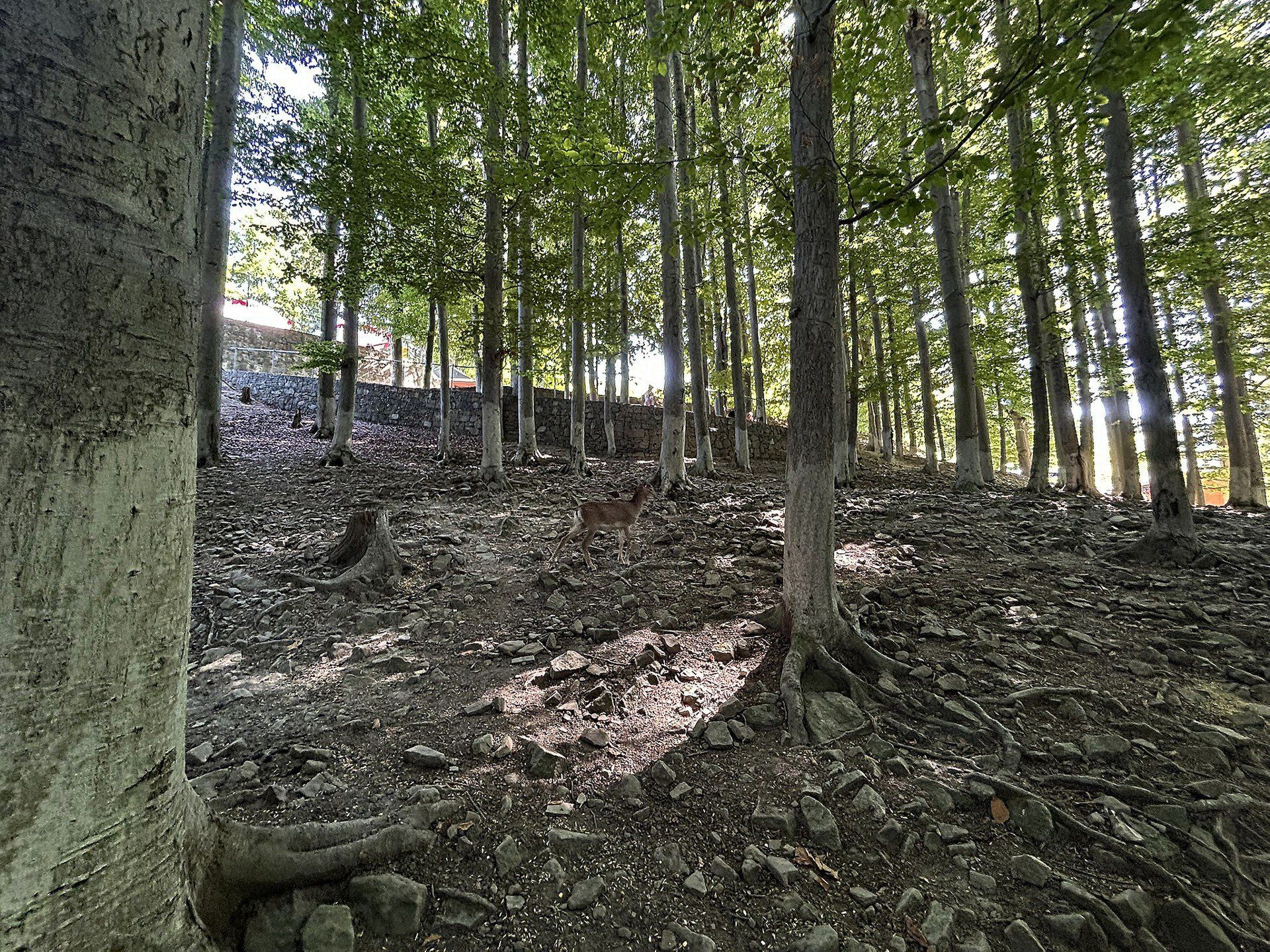 W Leśnym Parku Niespodzianek. W trosce o faunę i florę regionu