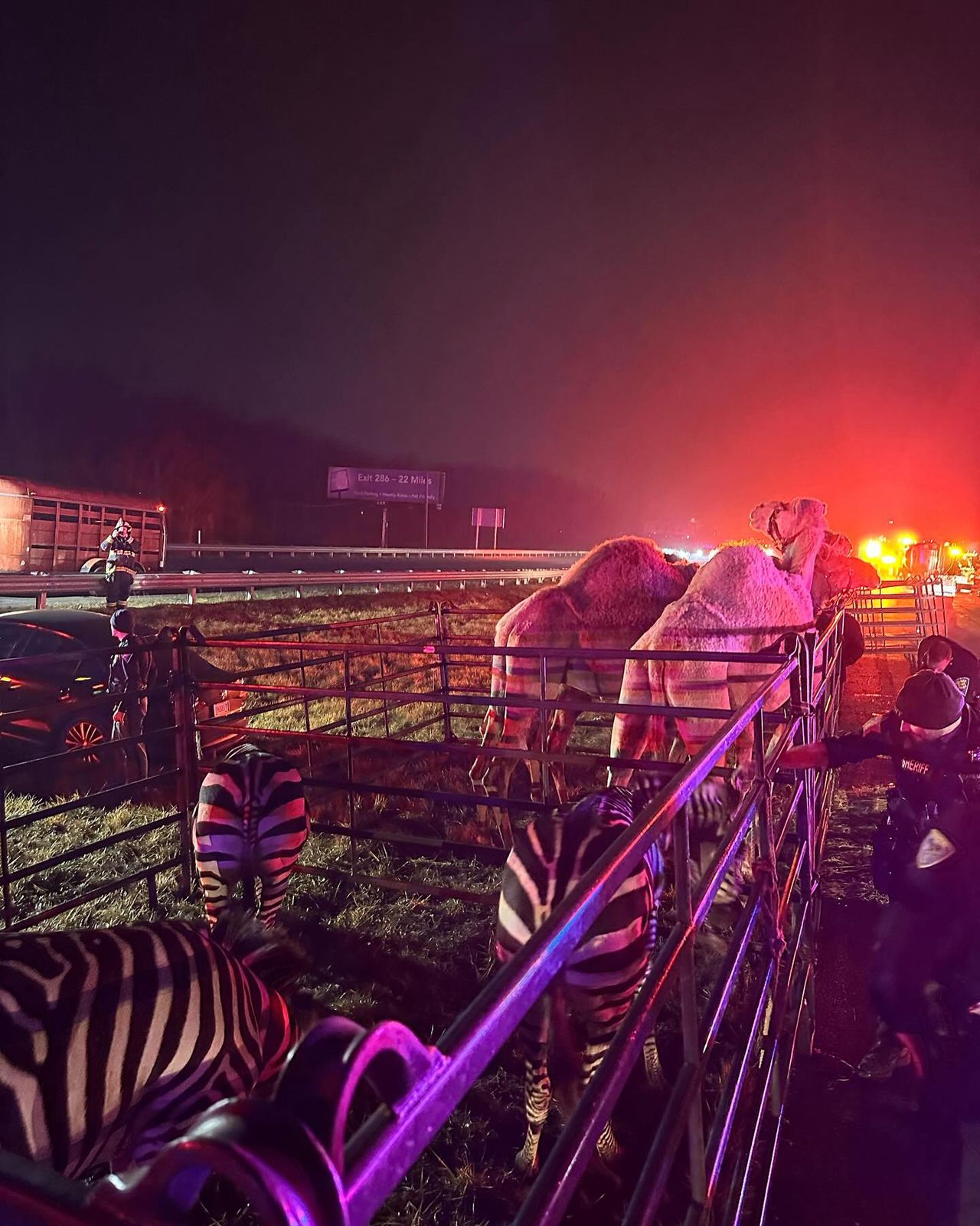 Circus animals rescued from burning truck