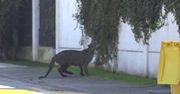 Dzika puma w Chile. Kolejny taki przypadek na ulicach Santiago
