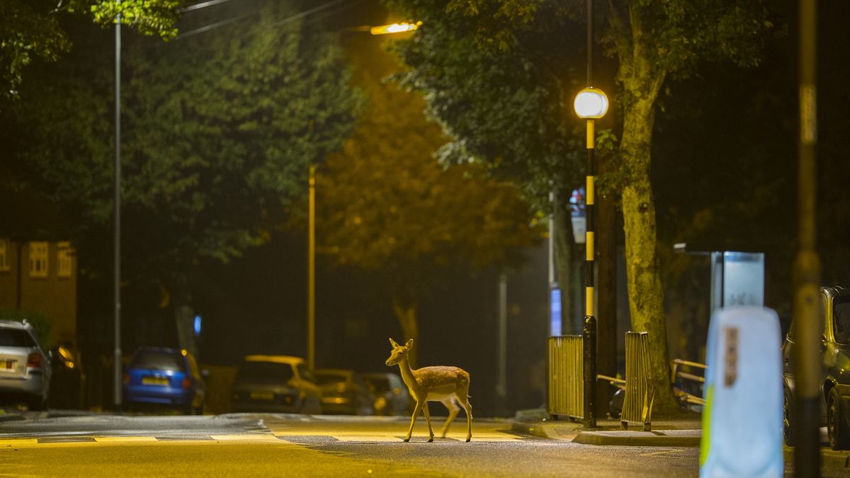 Łania przeszła przez ulicę na pasach (zdjęcie ilustracyjne)