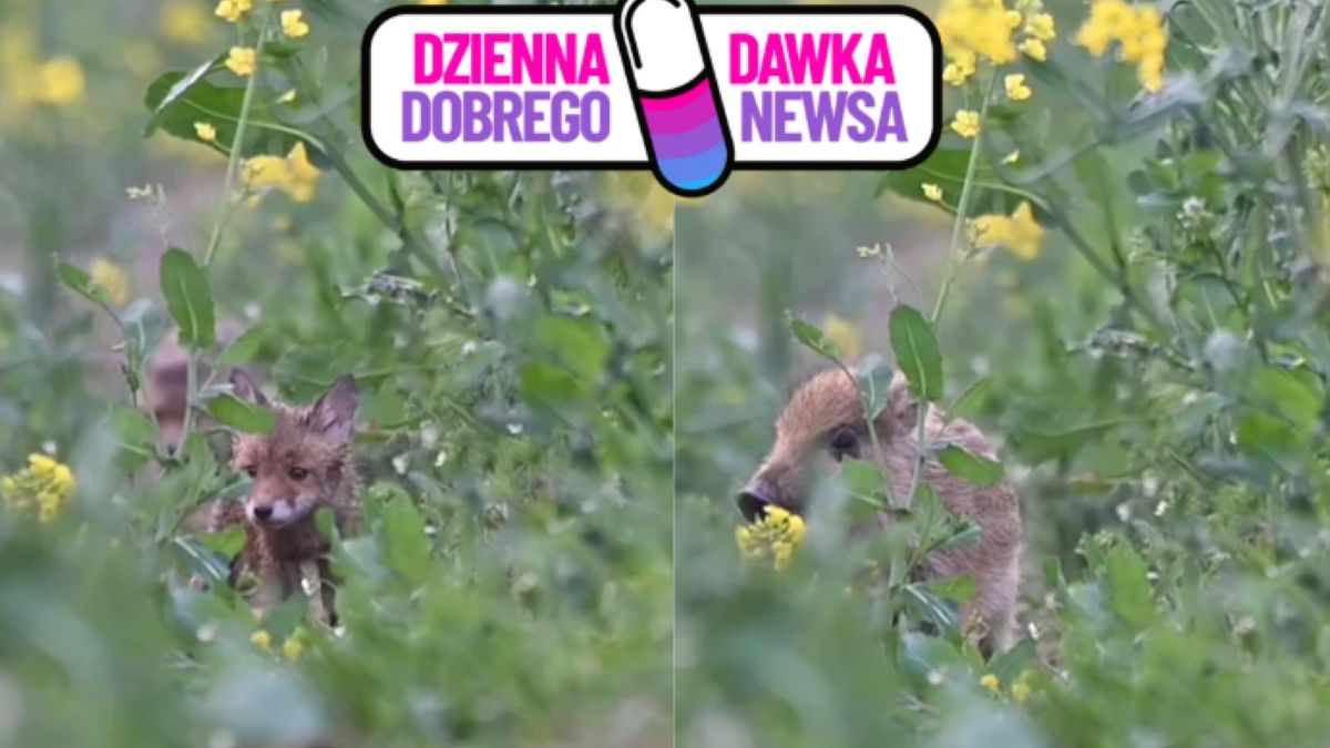 "Banda łapserdaków" i "lokalny szeryf w paski"