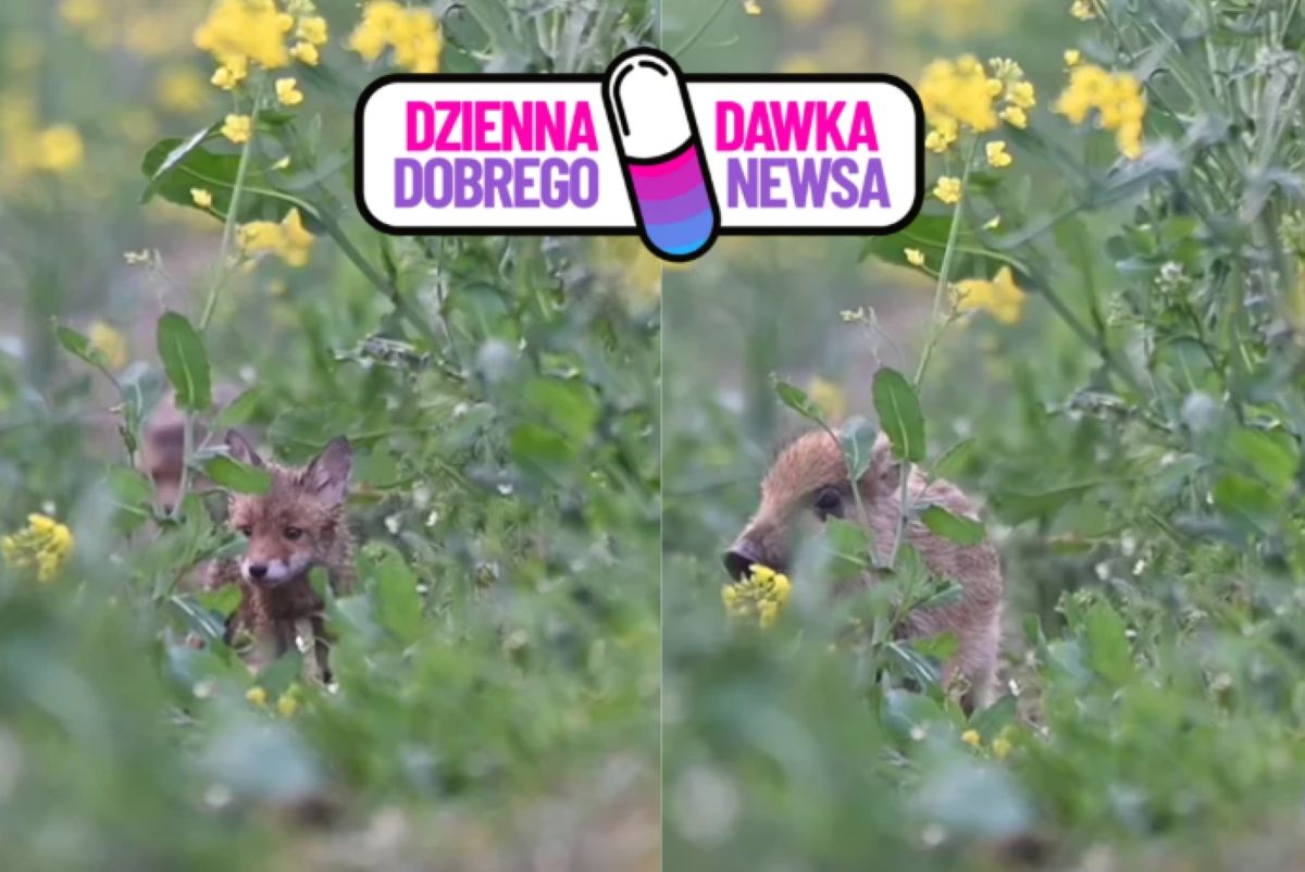 "Banda łapserdaków" w rzepaku. "Lokalny szeryf" szybko zrobił porządek