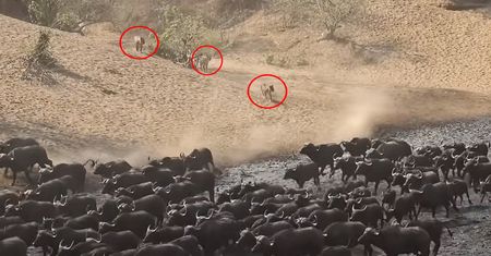 Zaskakujące nagranie z safari. Świadek: niesamowita adrenalina