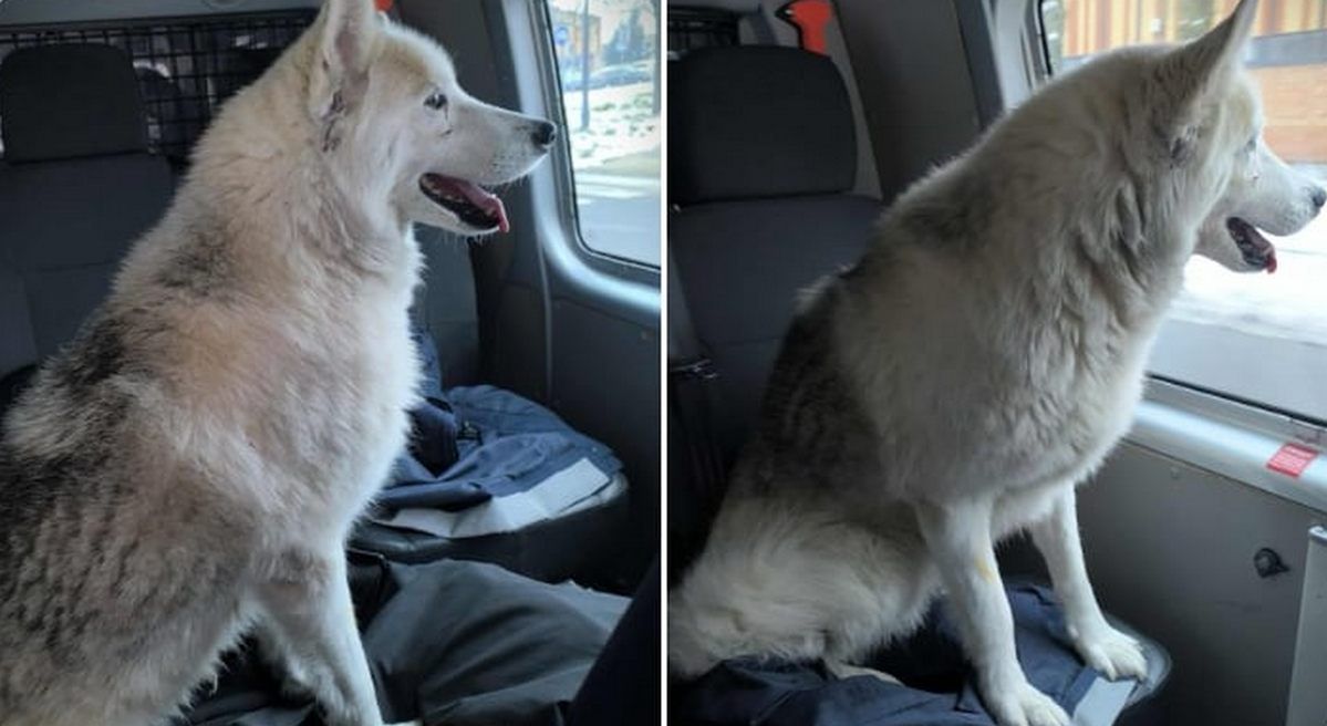 Ciechanów: Samotna podróż psa pociągiem. Zwierzęciu pomogli policjanci