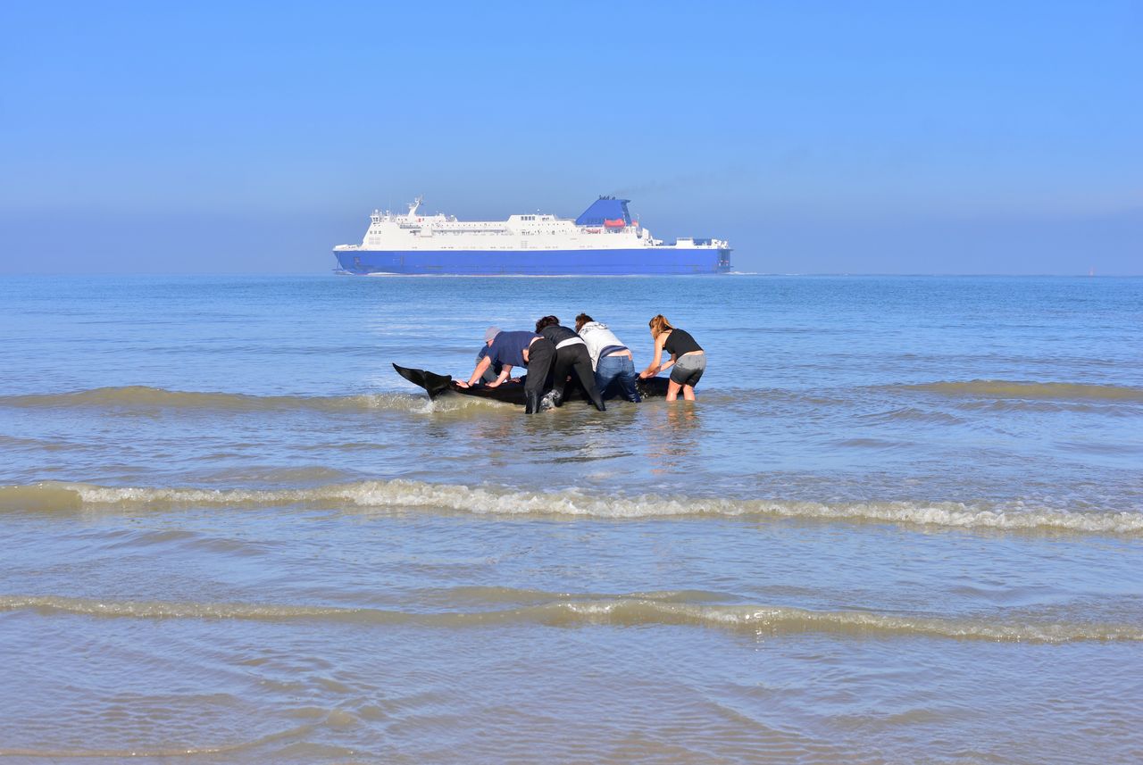 Rescue mission saves 30 pilot whales stranded in New Zealand