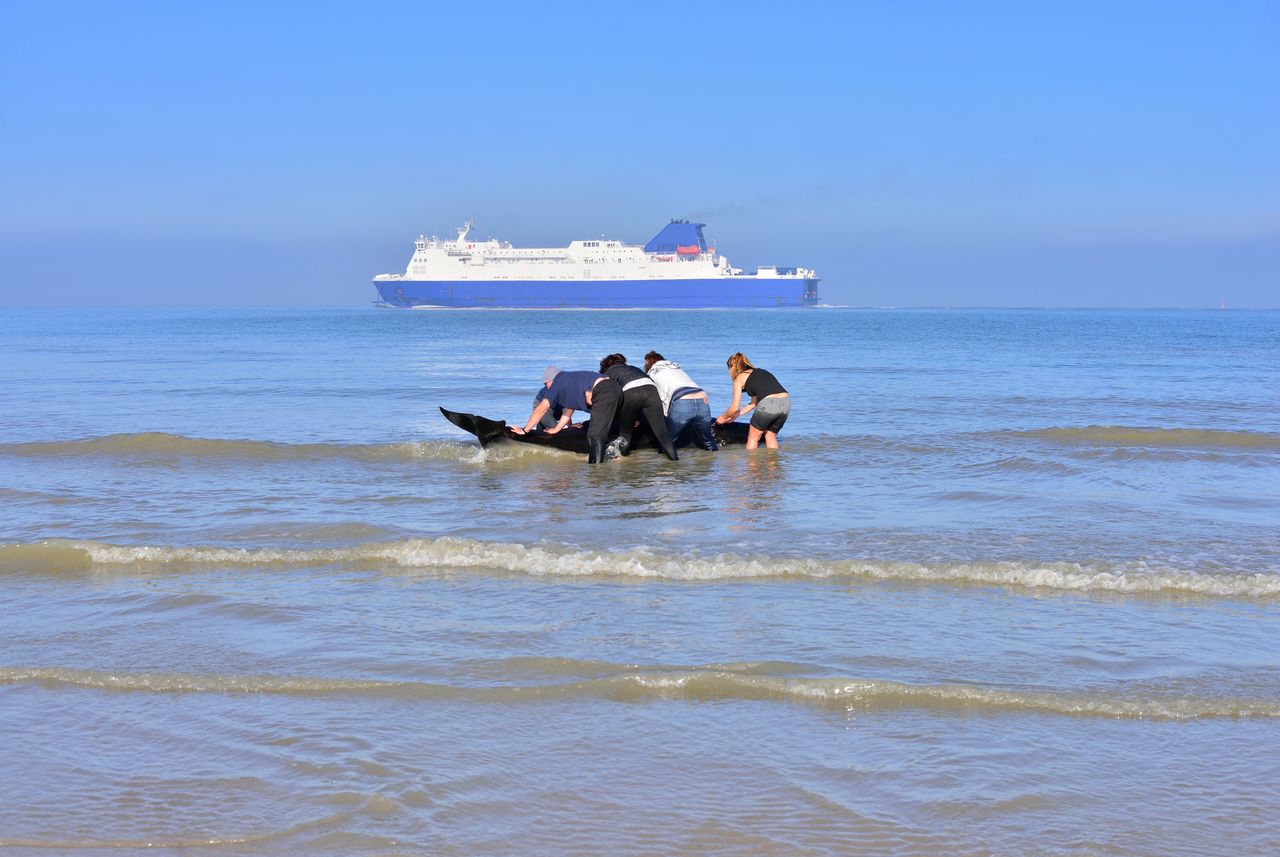 30 potężnych zwierząt utknęło na plaży. W akcję włączyli się mieszkańcy i działacze