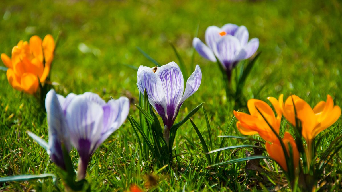 Krokusy to pierwsza oznaka zbliżającej się wiosny