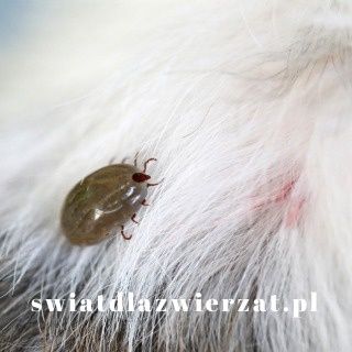 choroby odkleszczowe u psa