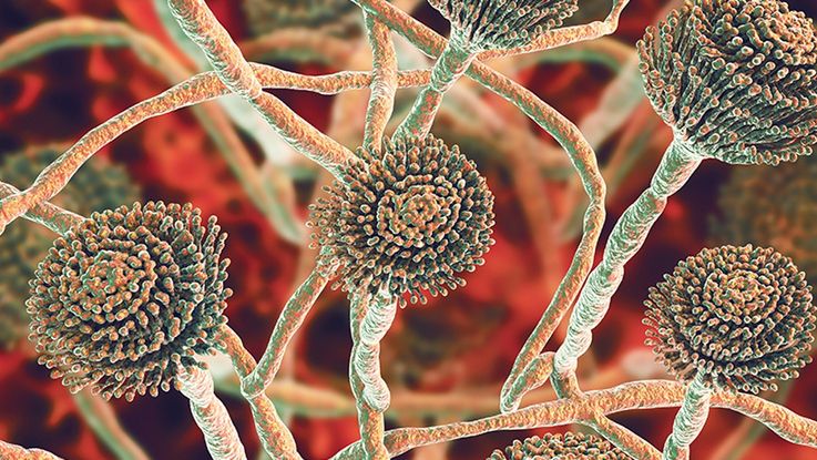 Aspergillus fumigatus.