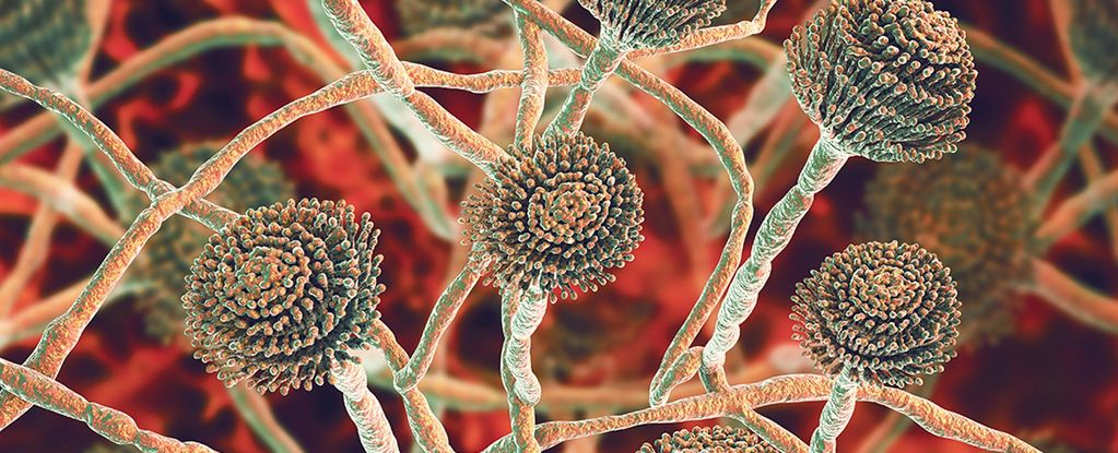 Aspergillus threat rises with climate change: Health and crop risks
