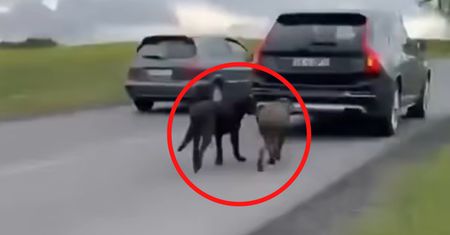Nagranie obiegło całą Polskę. Skontrolowali posesję 73-latka