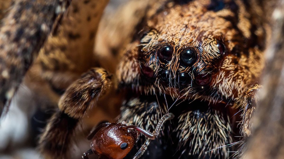 Pająk Nosferatu zadomowił się w Niemczech [zdj. ilustracyjne] 