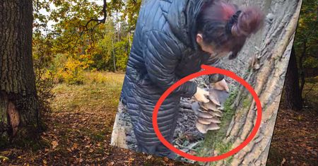 "Zobaczcie, co znalazła". Nagranie robi furorę. Poszła z psami do lasu
