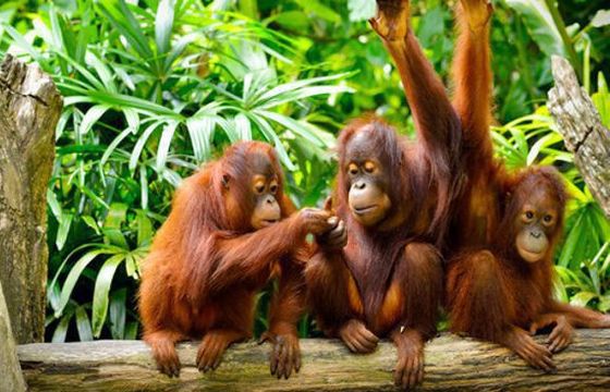 Greenpeace: orangutany giną przez ciastka Oreo