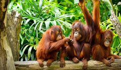 Greenpeace: orangutany giną przez ciastka Oreo
